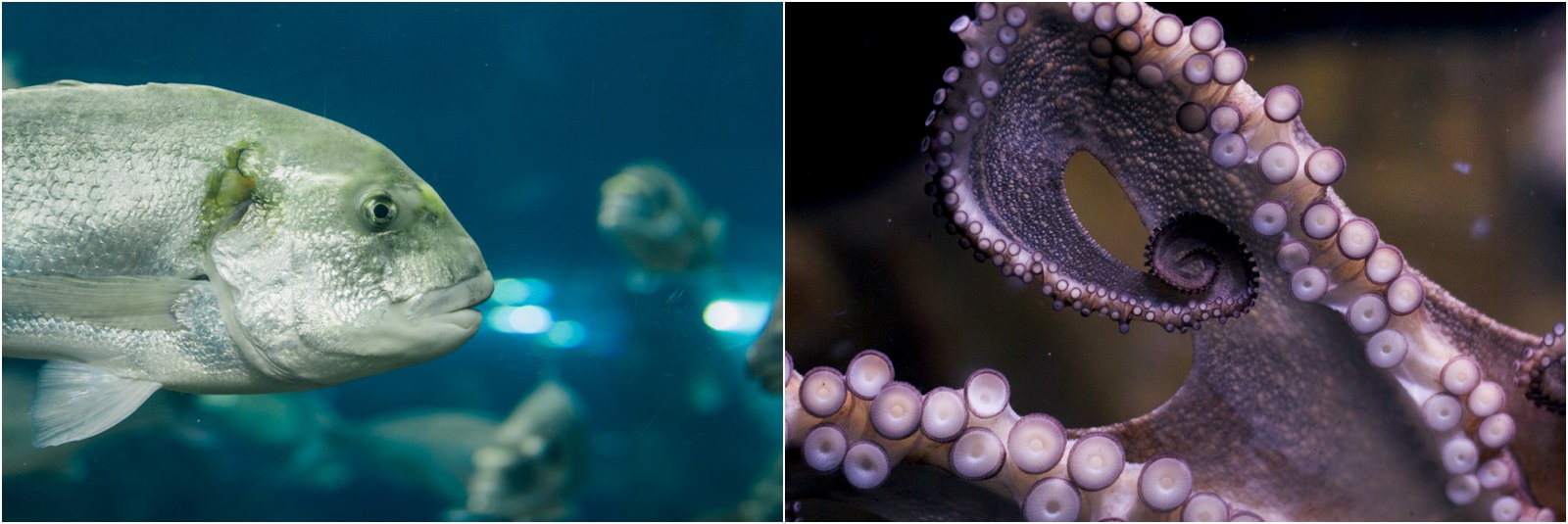 barcelona-aquarium-fish-octopus-tentacles