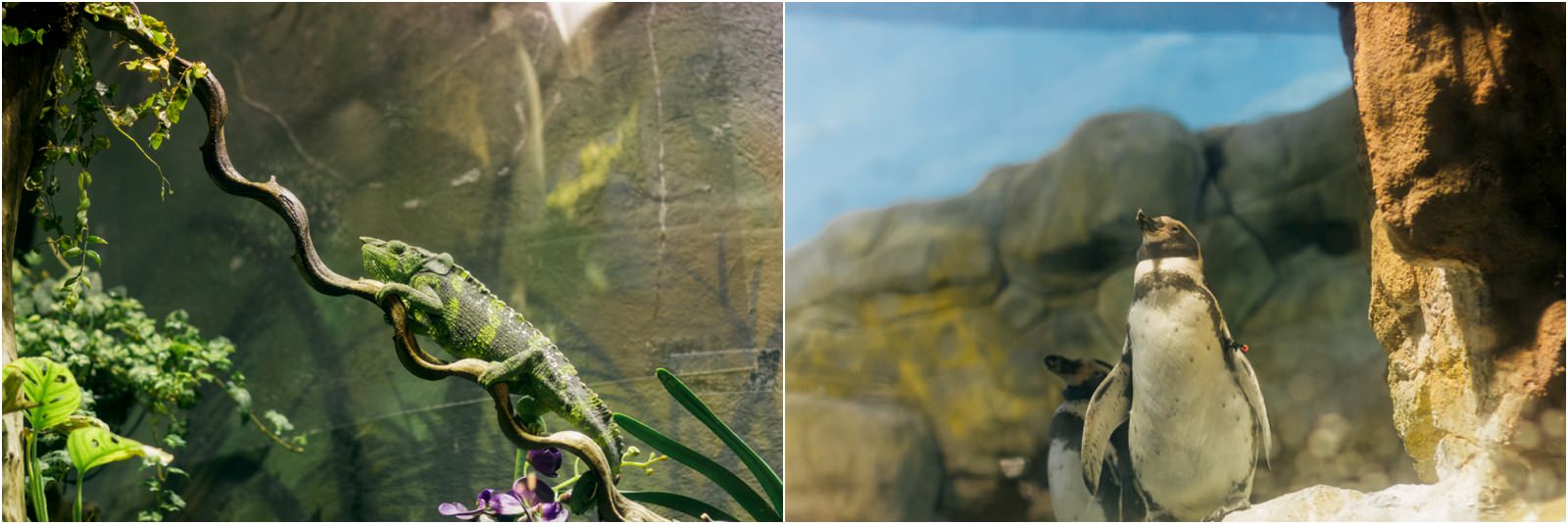 barcelona-aquarium-penguin