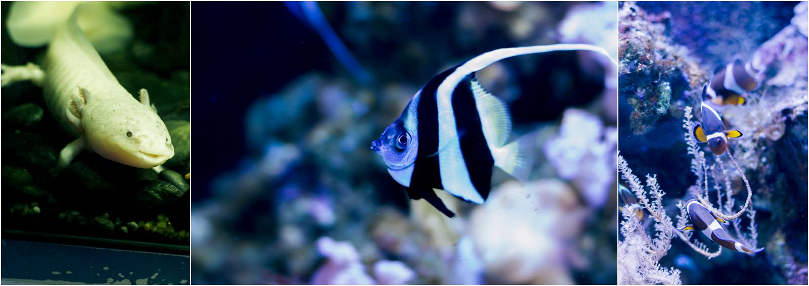 barcelona-aquarium-fish