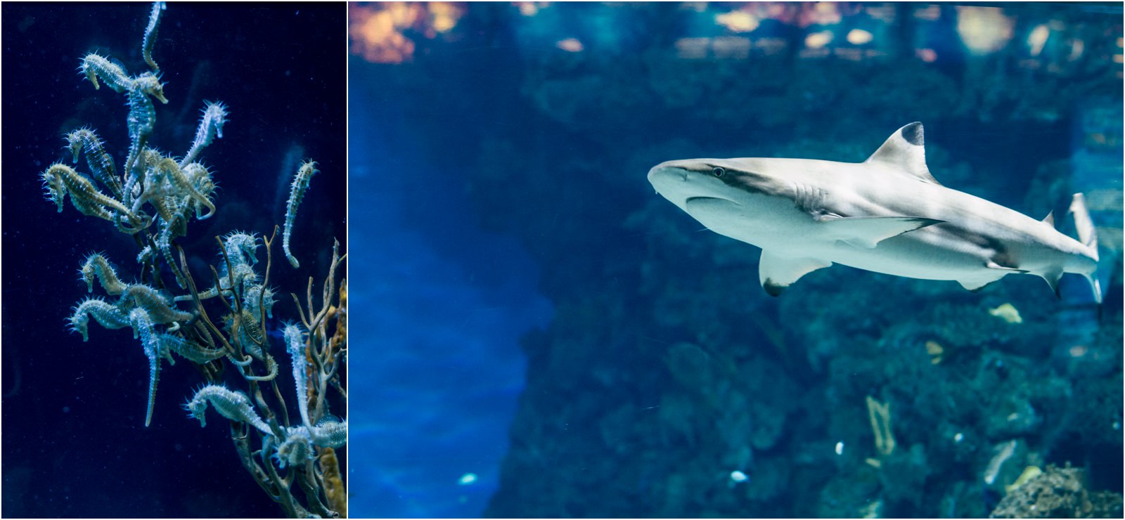 barcelona-aquarium-shark