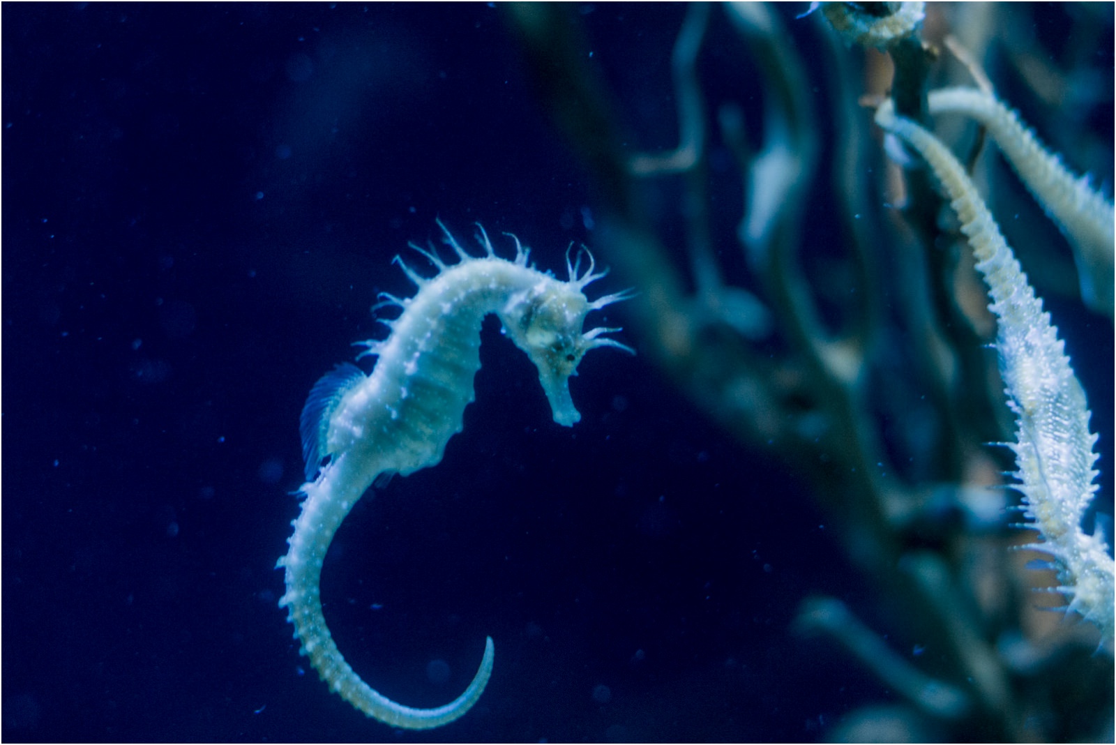 barcelona-aquarium-seahorse