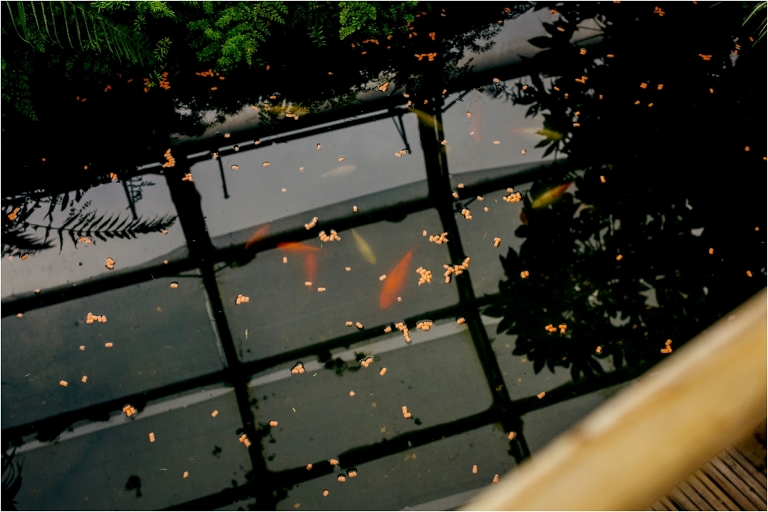 gold-fish-greenhouse-pond-viewpark-gardens