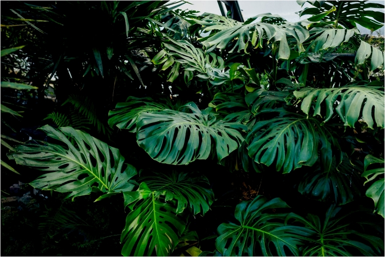 plants-in-greenhouse-viewpark-gardens