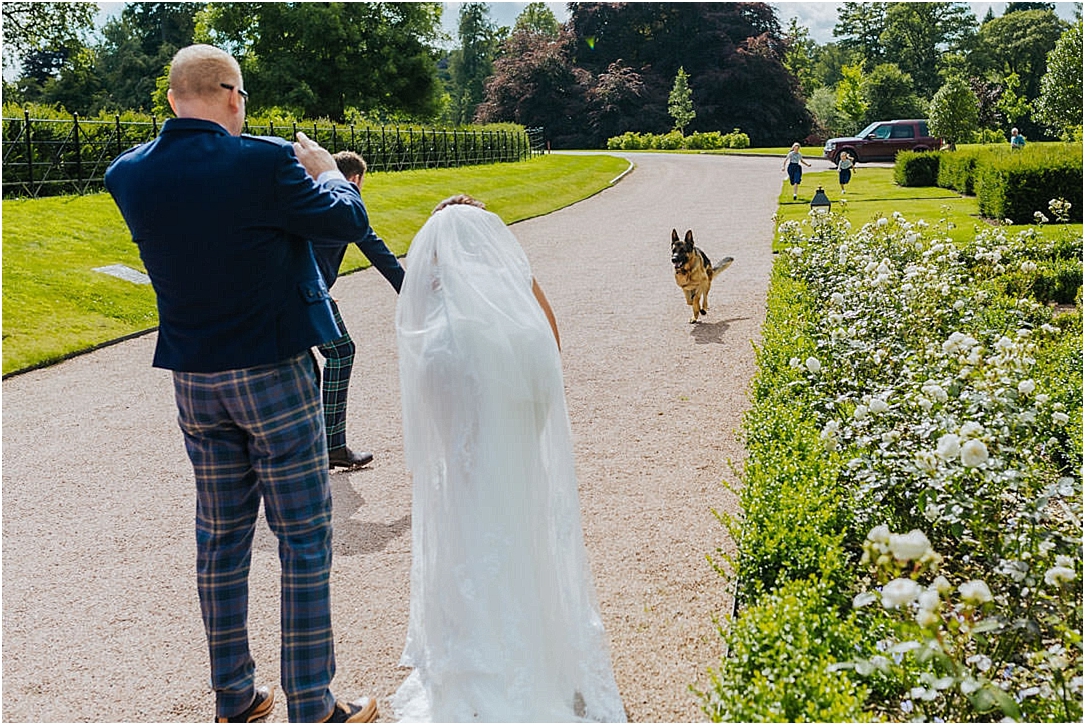 Alsatian-dog-archie-running-to-groom