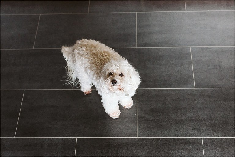 family-dog-looking-at-camera